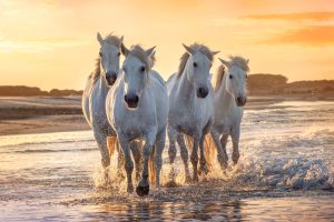 Horse Riding Dubai | Horseback Riding Dubai Desert & Beach